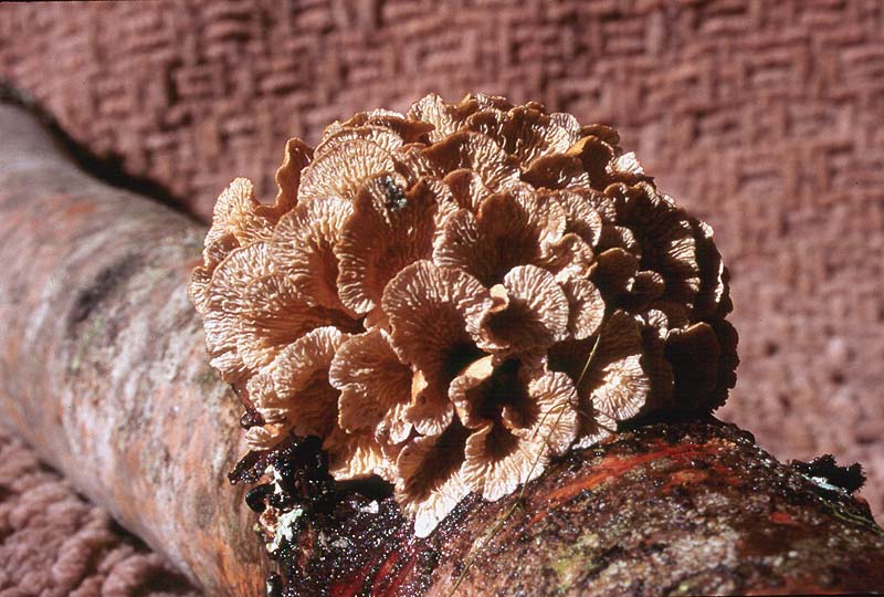 Plicaturopsis crispa